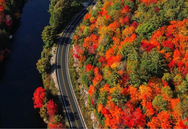 Fall colours, leaves, road, muskoka