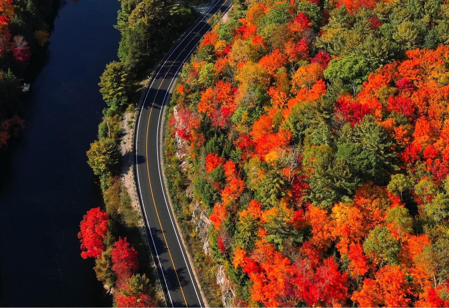 Fall colours, leaves, road, muskoka
